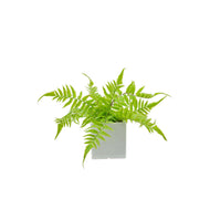 Autumn Fern