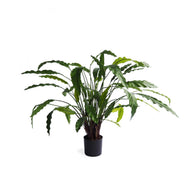 Calathea Bush