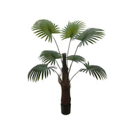 Chinese Fan Palm