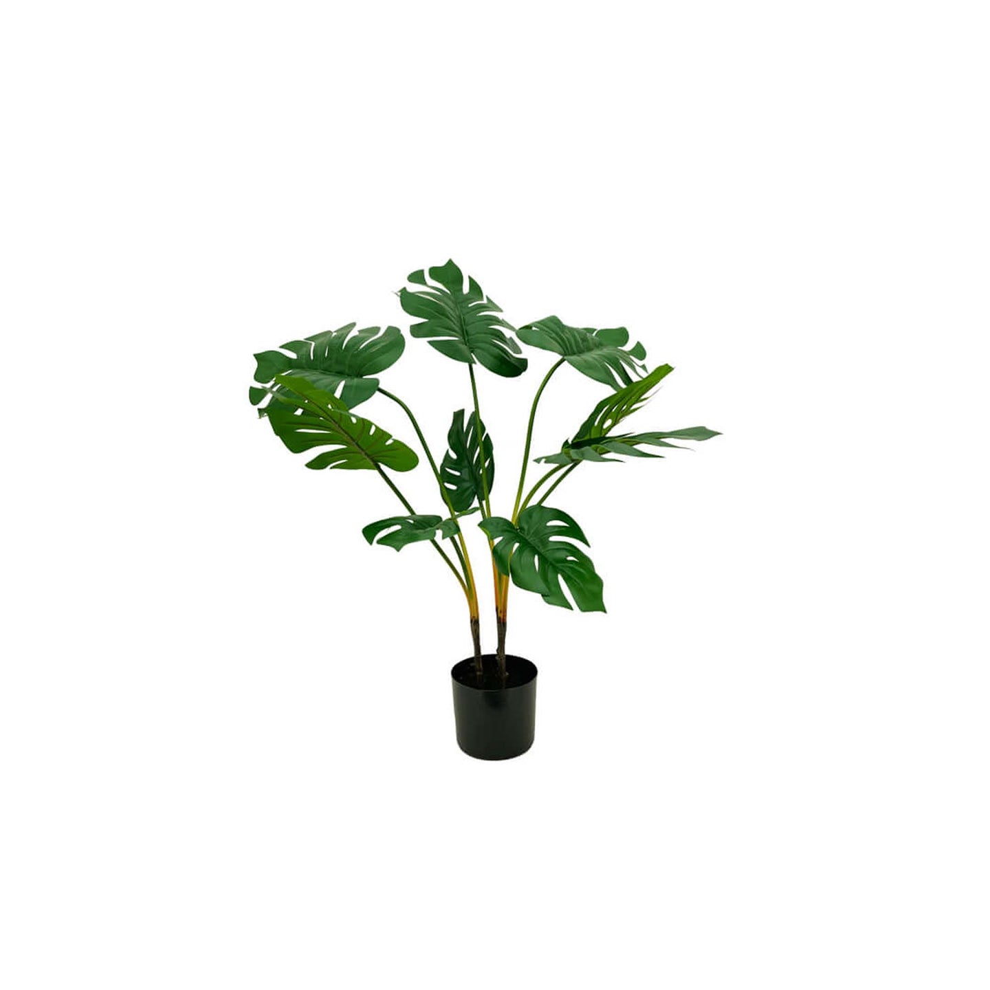 Monstera Leaf Plant
