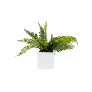 Mother Fern