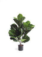 Fiddle Leaf Fig Plant