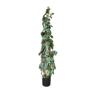 Scindapsus Plant