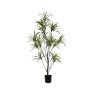 Yucca Plant