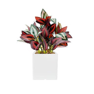 Wandering Jew
